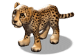 cheetah-adult_110x80.gif