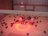 Infrared-lamps-for-breeding-chicks-poultryhelp.com_.jpg